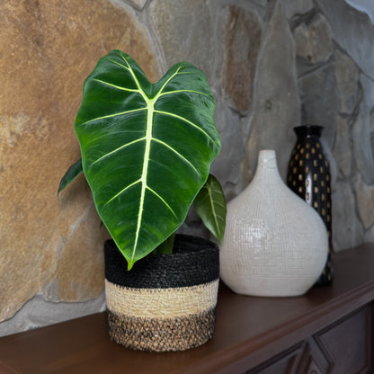 Alocasia Frydek (Alocasia Micholitziana &