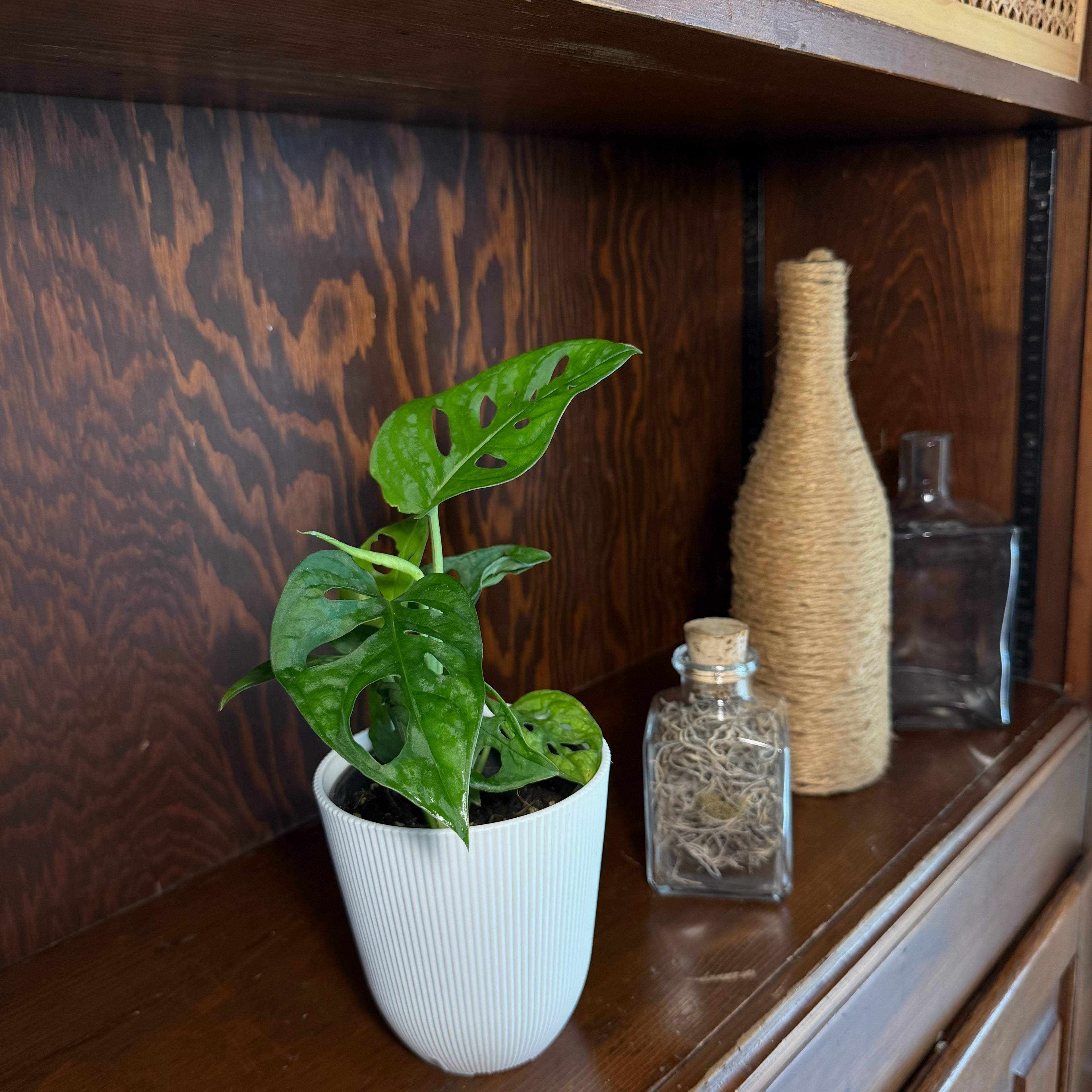 Swiss Cheese Plant (Monstera Adansonii &