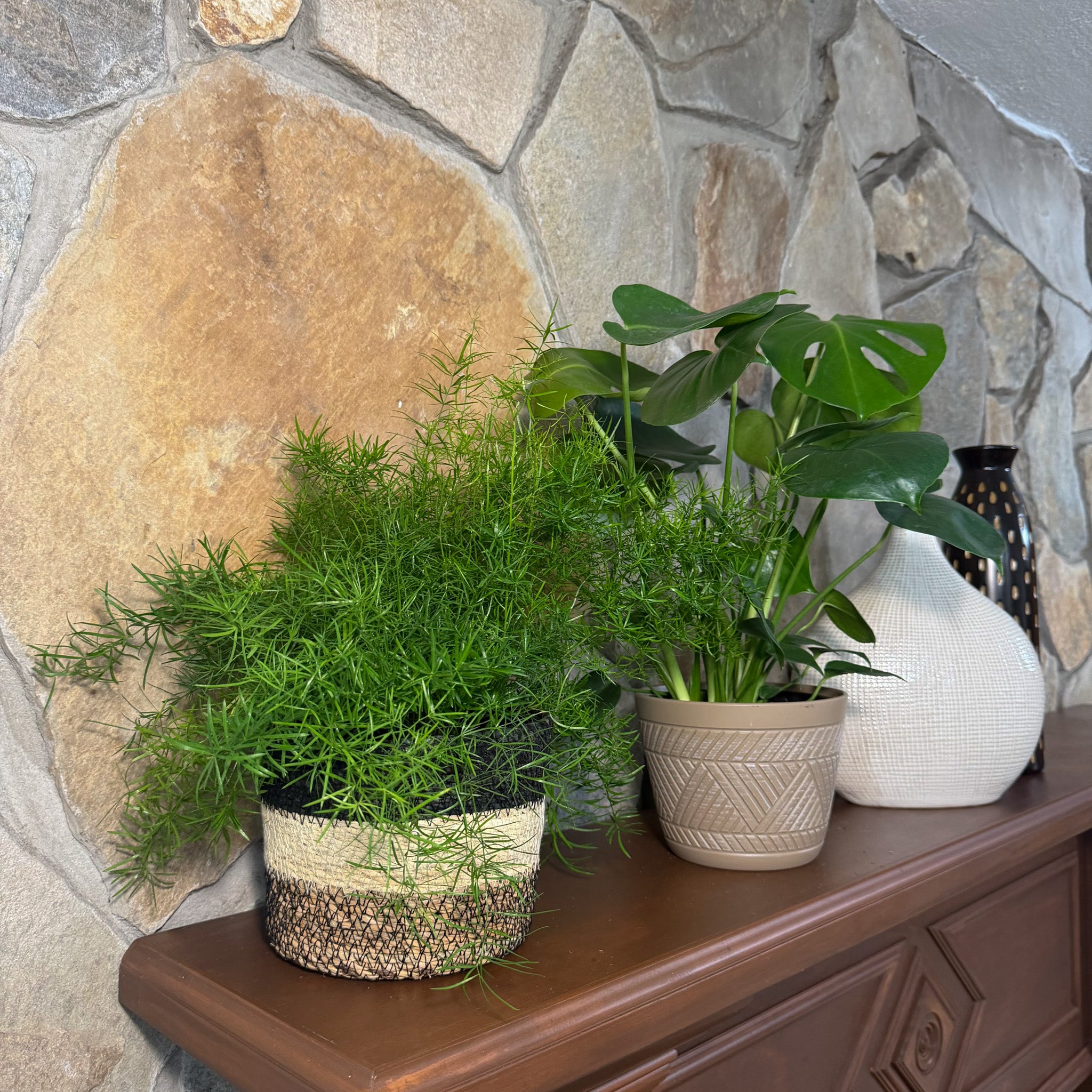 Fern &amp; Foliage Mystery Houseplant 4 Pack - 6 Inch Indoor Houseplants