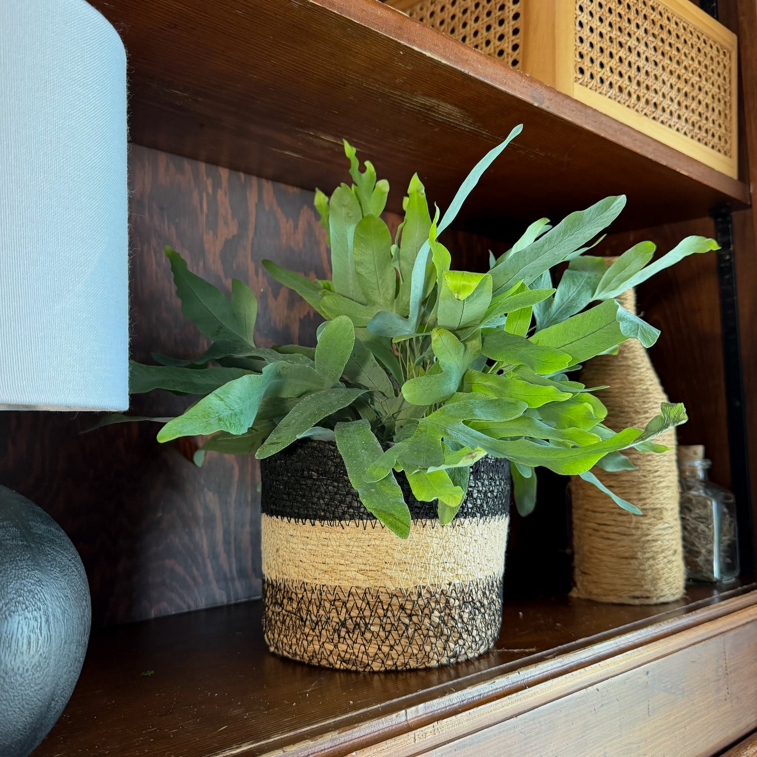 Blue Star Footed Fern (Phlebodium Aureum &