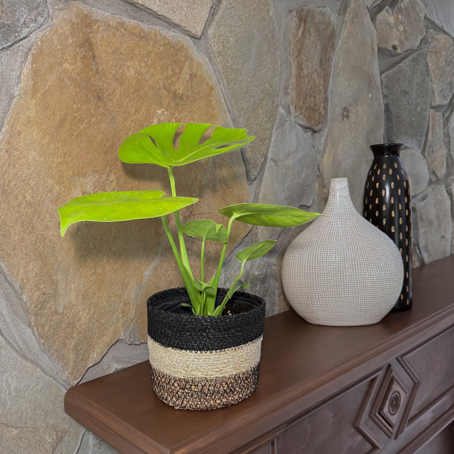Monstera Super Golden (Monstera Deliciosa &