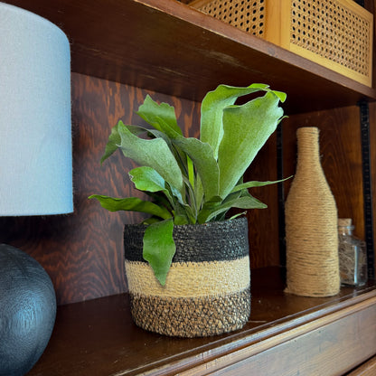 Staghorn Netherlands Fern (Platycerium Bifurcatum &