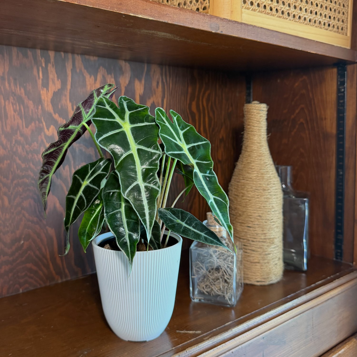 Alocasia Polly (Alocasia x Amazonica &