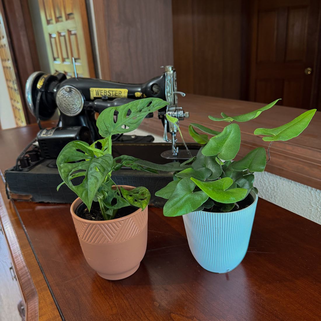 Fern &amp; Foliage Mystery Houseplant 2 Pack - 4 Inch Indoor Houseplants