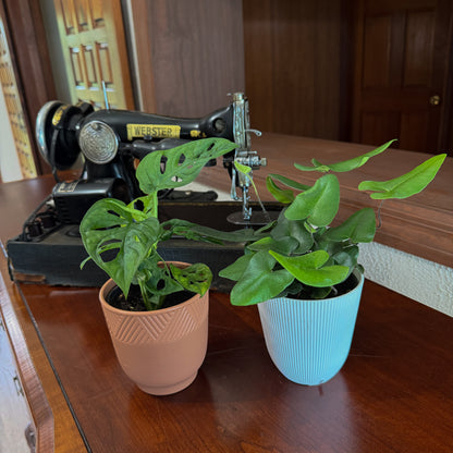 Fern &amp; Foliage Mystery Houseplant 2 Pack - 4 Inch Indoor Houseplants