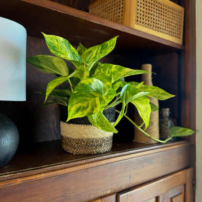 Pothos Hawaiian Hanging Basket (Epipremnum Aureum &