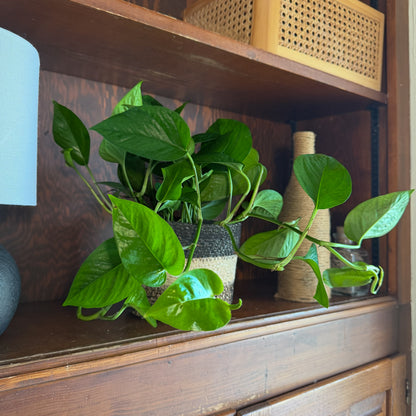 Pothos Jade Hanging Basket (Epipremnum Aureum &