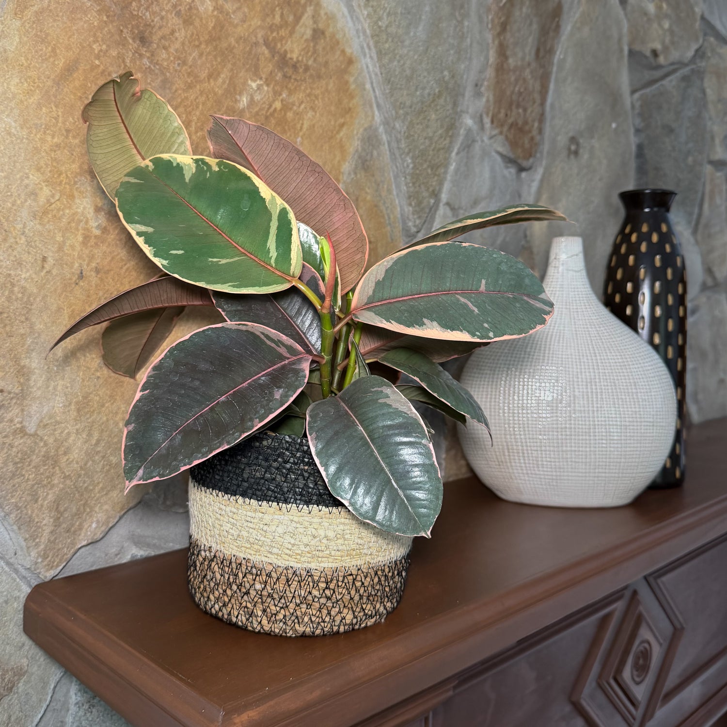 Ruby Rubber Plant (Ficus Elastica &