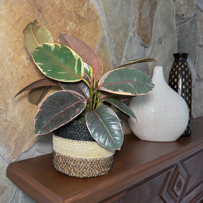 Ruby Rubber Plant (Ficus Elastica &
