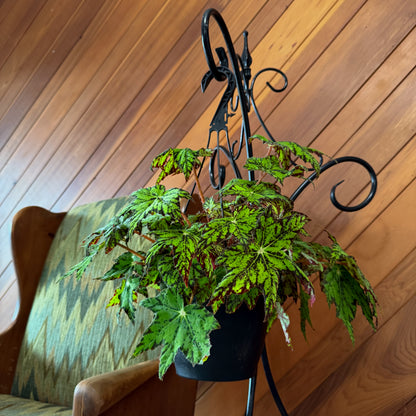 Begonia Geometry Hanging Basket (Begonia Rex-Cultorum &