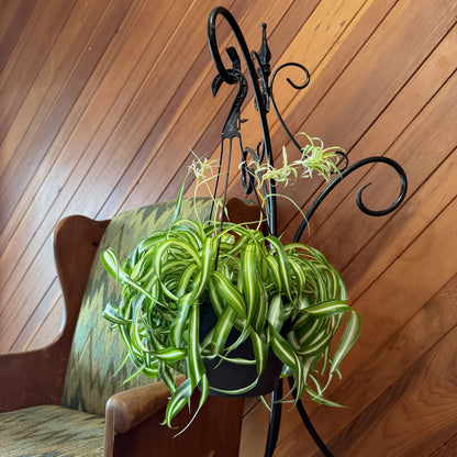 Spider Curly Hanging Basket (Chlorophytum Comosum &