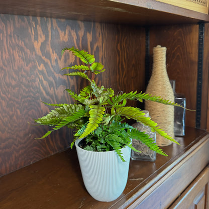 Tri-Color Fern (Pteris Quadriaurita &