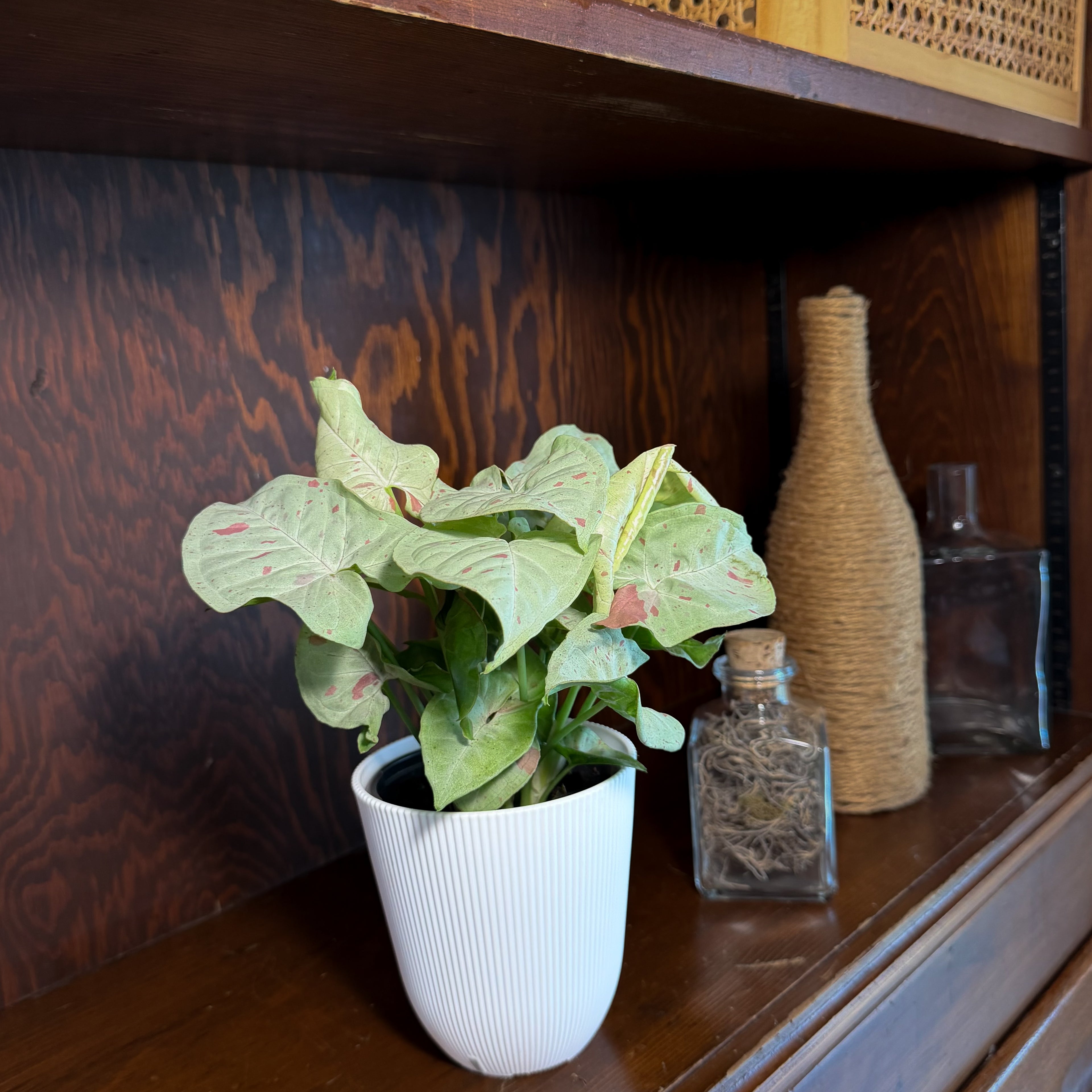 Syngonium Milk Confetti (Syngonium Podophyllum &