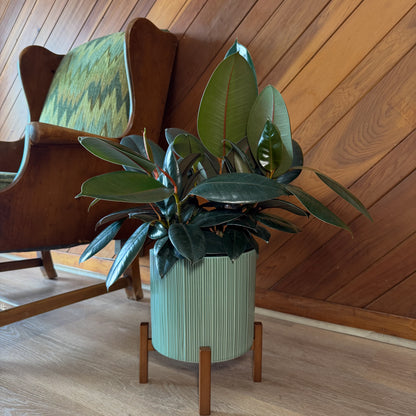 Burgundy Rubber Plant (Ficus Elastica &