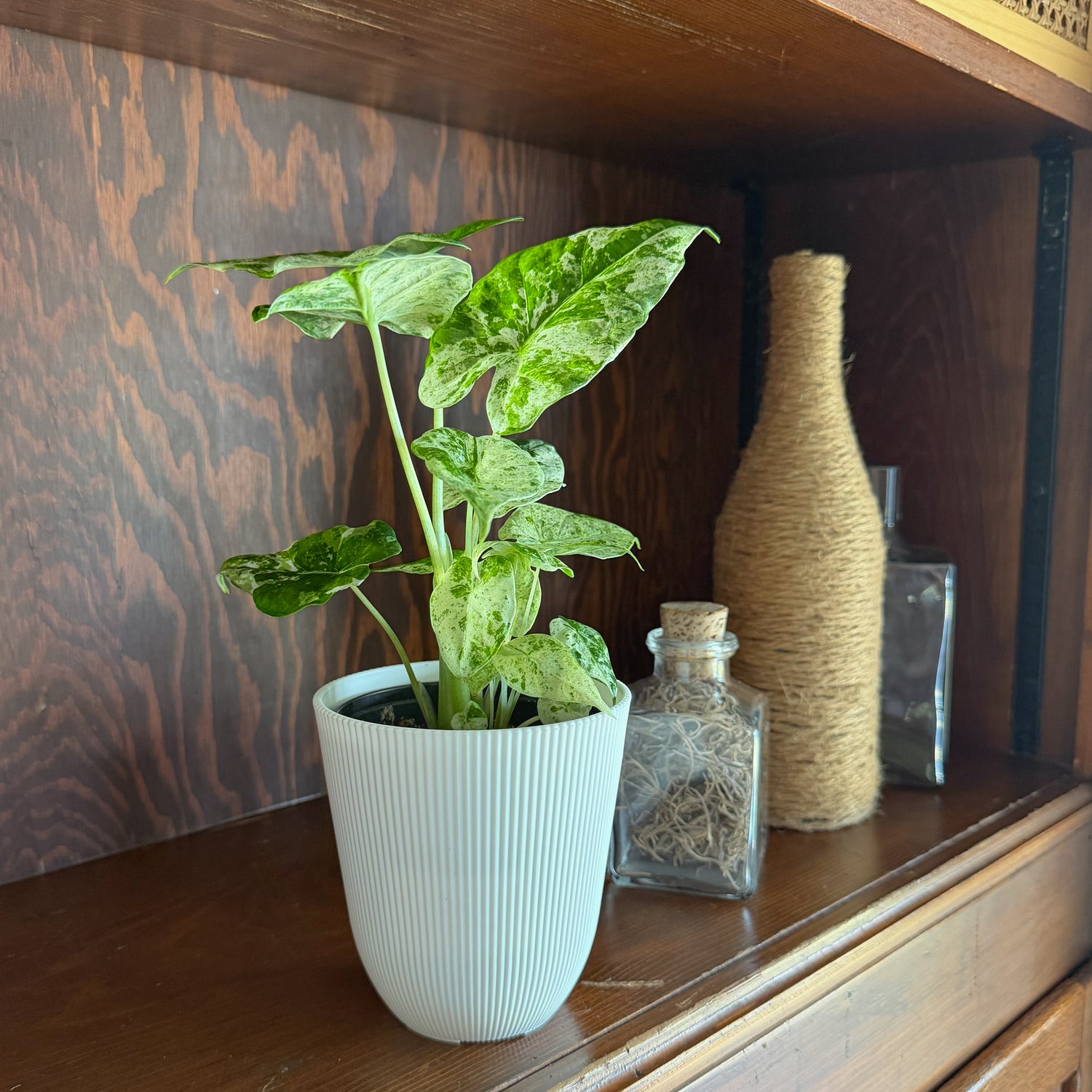 Alocasia Blizzard (Alocasia Odora &