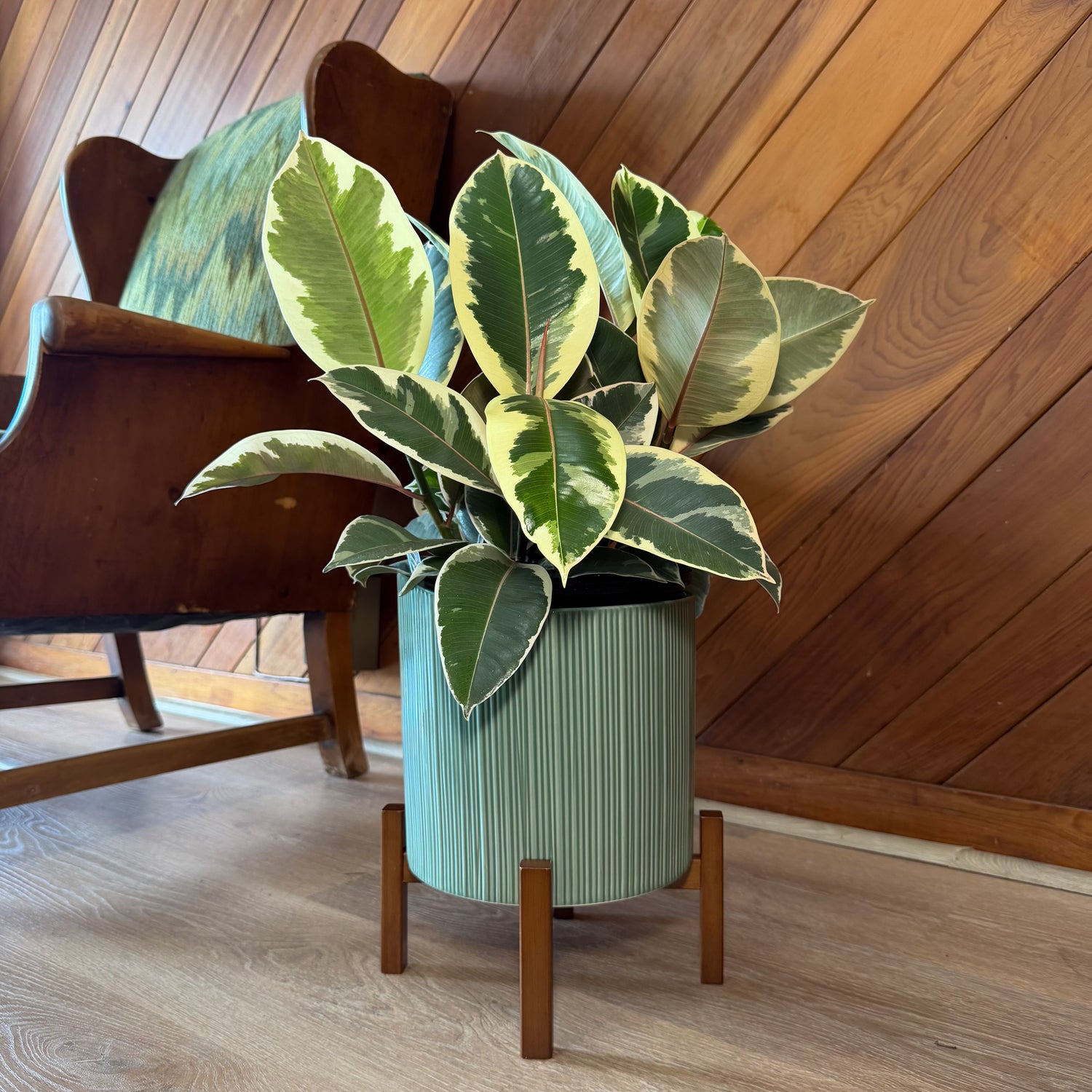 Variegated Rubber Tree (Ficus Elastica &