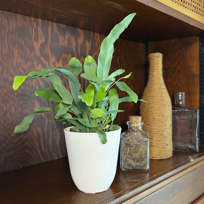 Blue Star Footed Fern (Phlebodium Aureum &