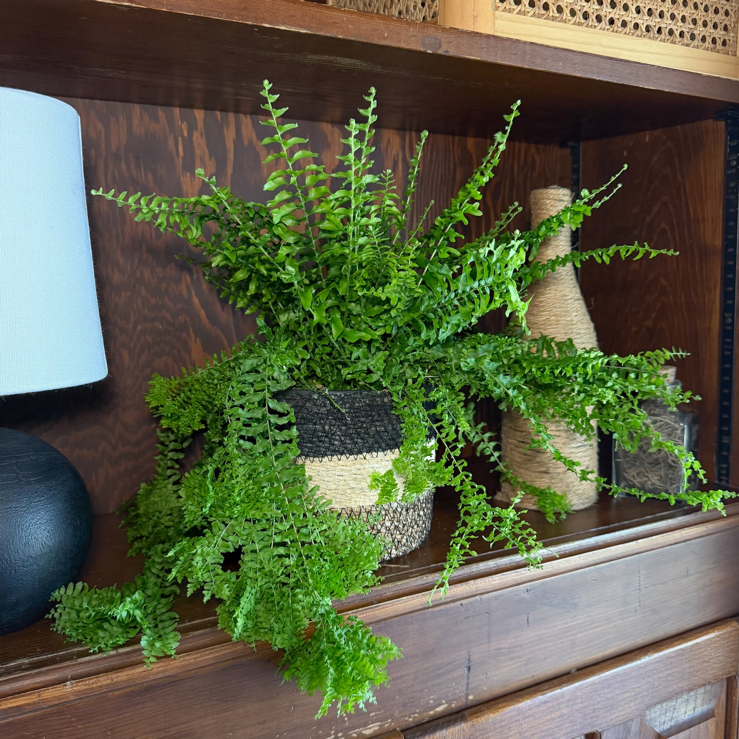 Petticoat Boston Fern (Nephrolepis Exaltata &