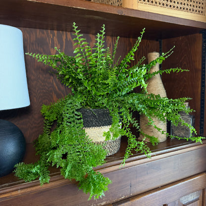 Petticoat Boston Fern (Nephrolepis Exaltata &