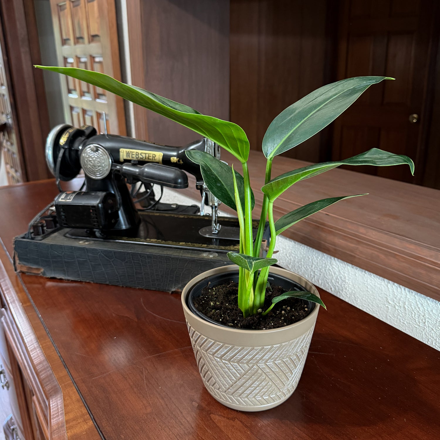 Philodendron Green Congo (Philodendron Tatei &