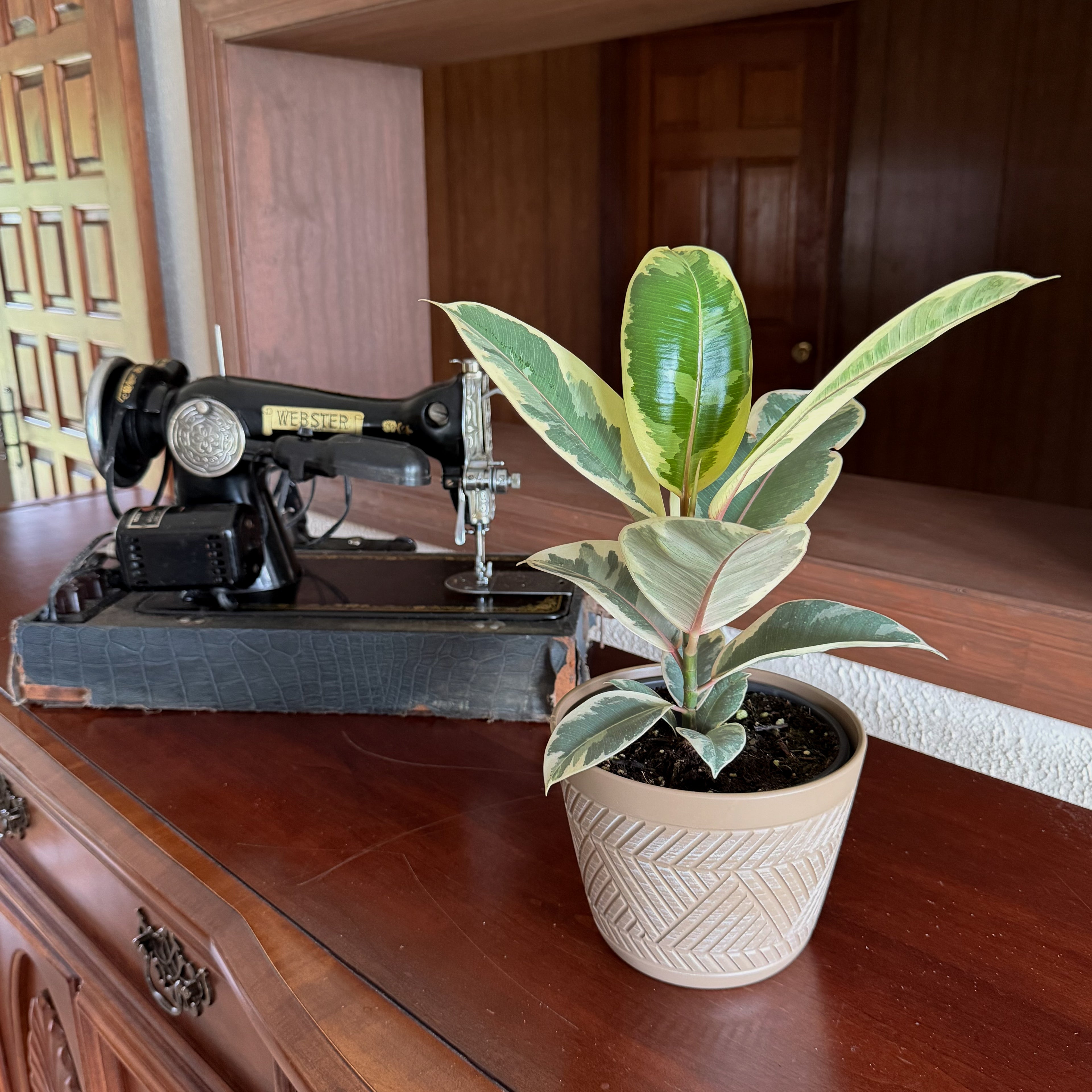 Variegated Rubber Plant (Ficus Elastica &