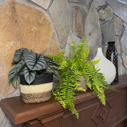 Fern &amp; Foliage Mystery Houseplant 2 Pack - 6 Inch Indoor Houseplants