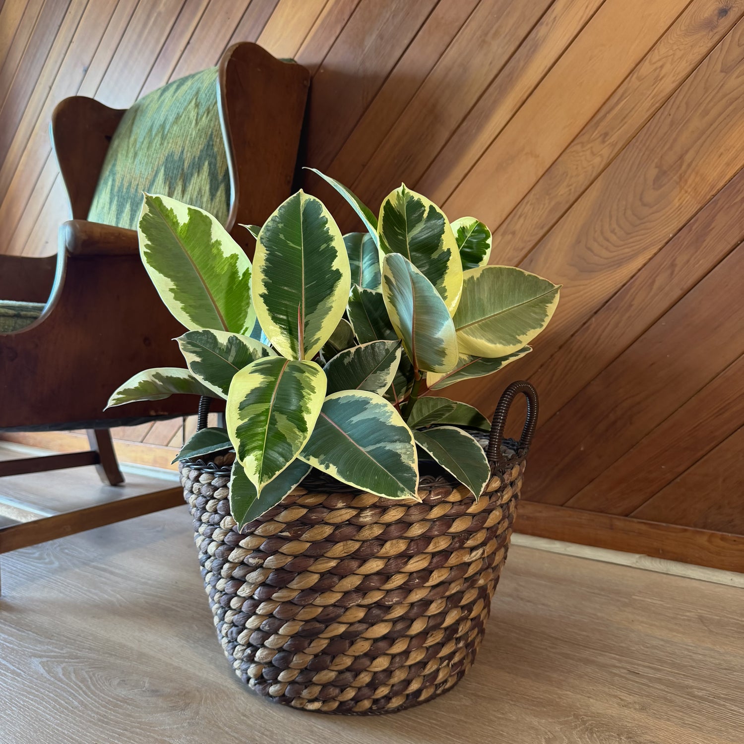 Variegated Rubber Tree (Ficus Elastica &