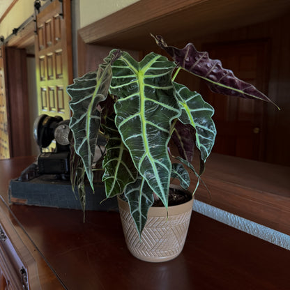 Alocasia Polly (Alocasia x Amazonica &