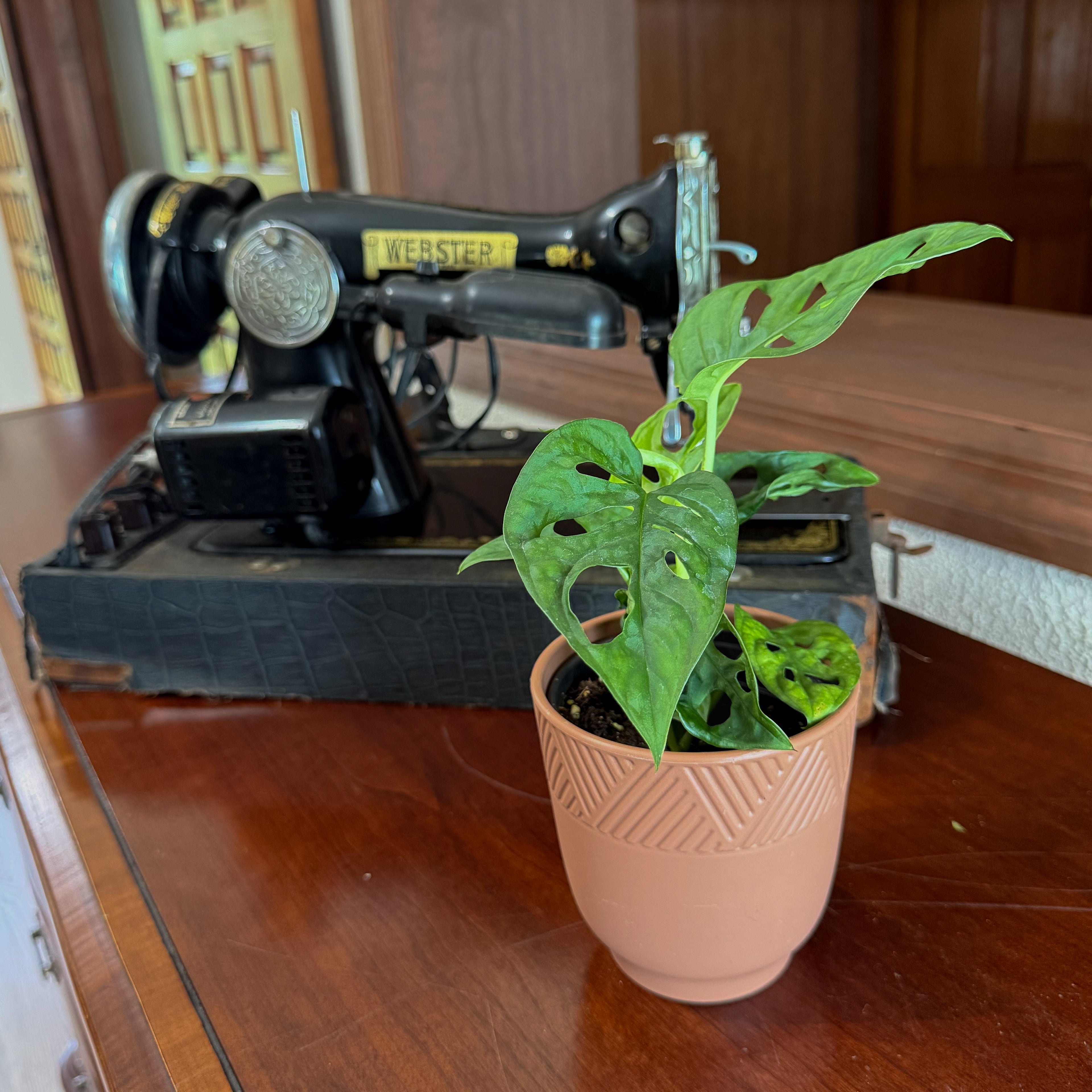 Swiss Cheese Plant (Monstera Adansonii &