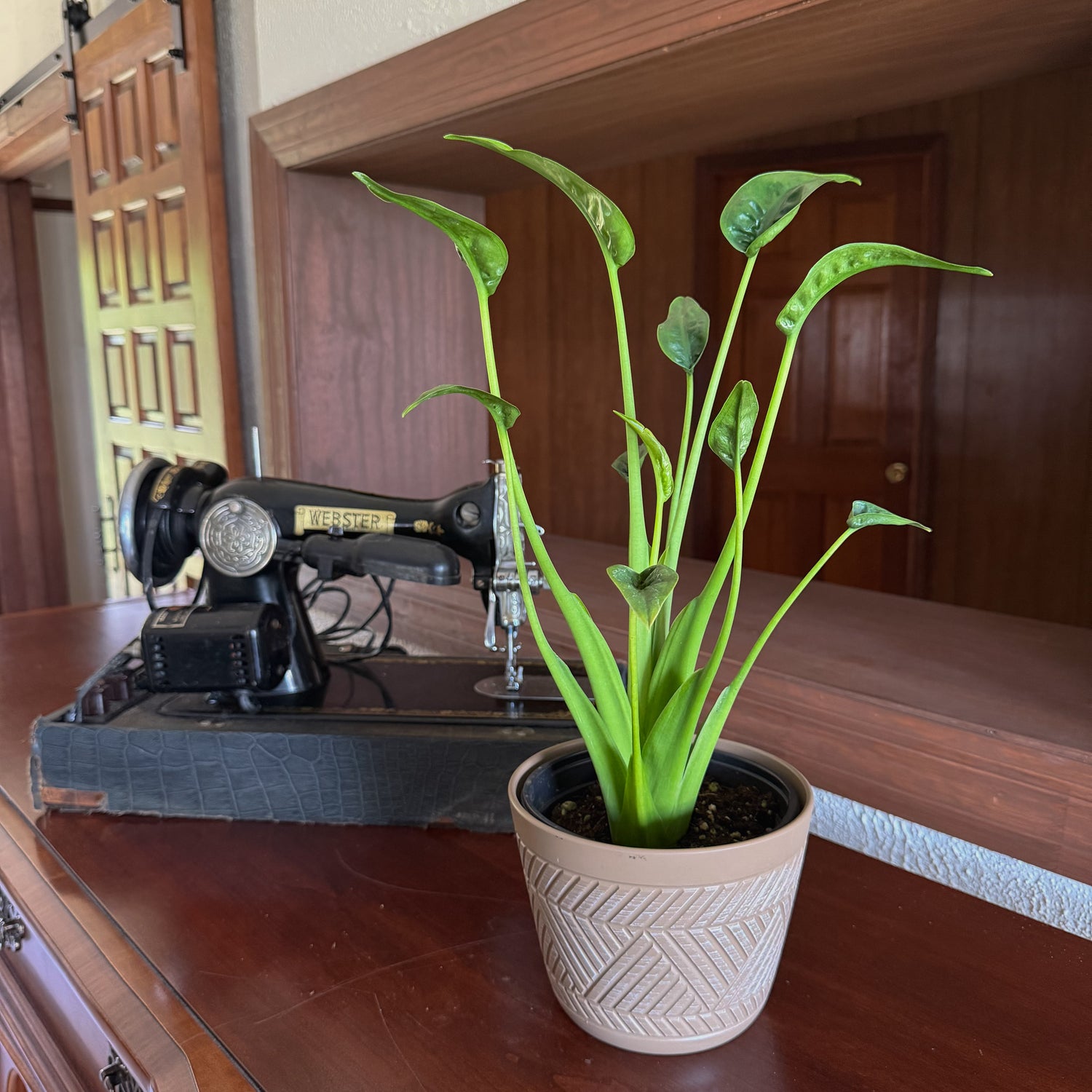Alocasia Tiny Dancer (Alocasia Brisbanensis x Alocasia Odora &