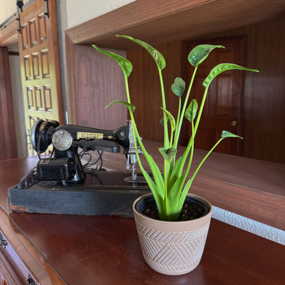 Alocasia Tiny Dancer (Alocasia Brisbanensis x Alocasia Odora &