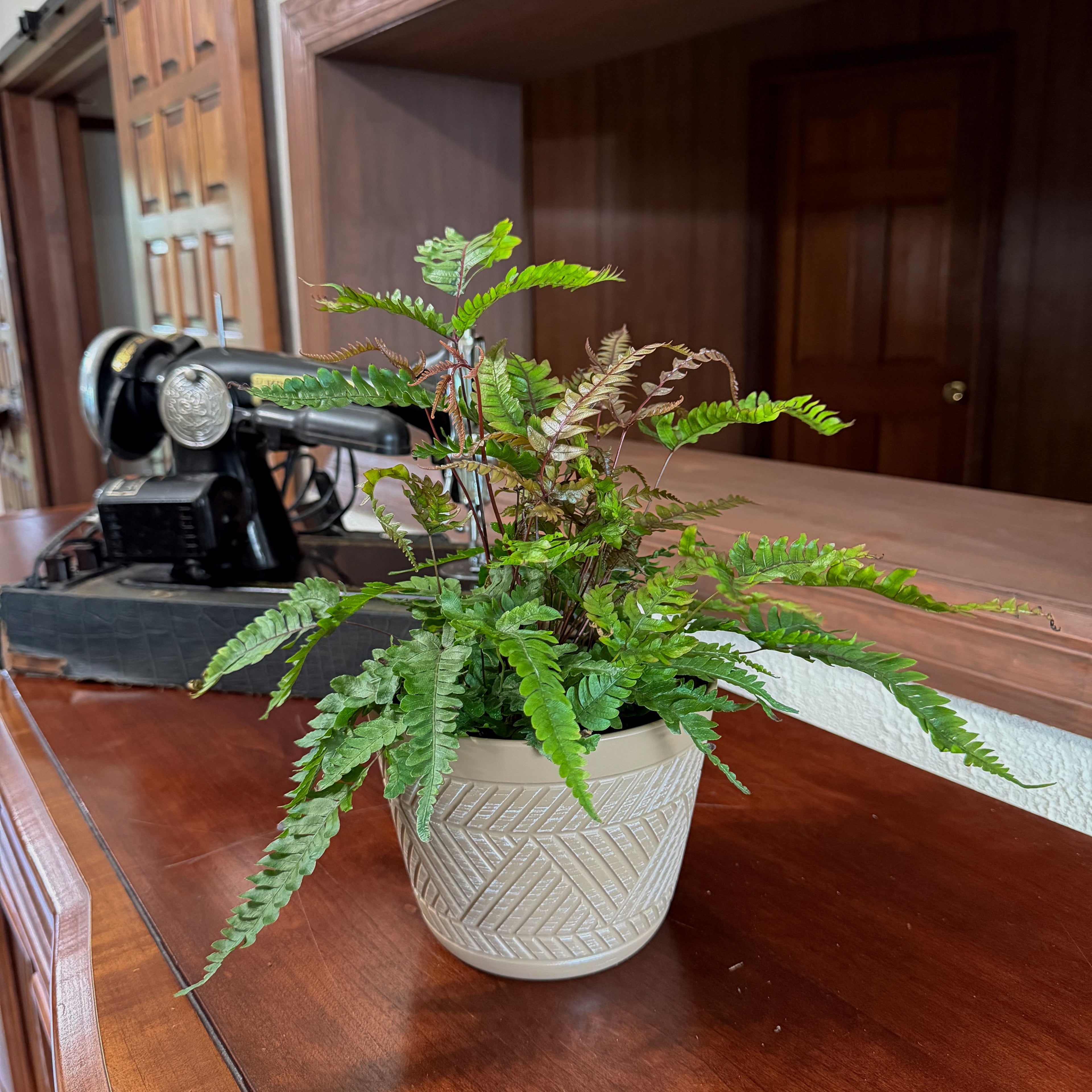 Tri-Color Fern (Pteris Quadriaurita &