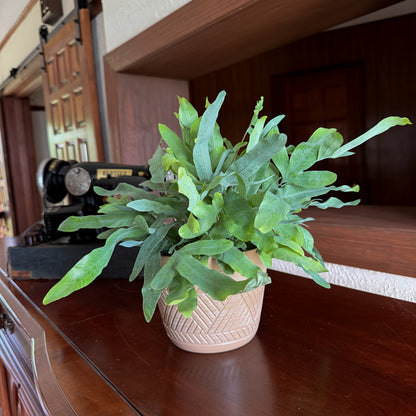 Blue Star Footed Fern (Phlebodium Aureum &