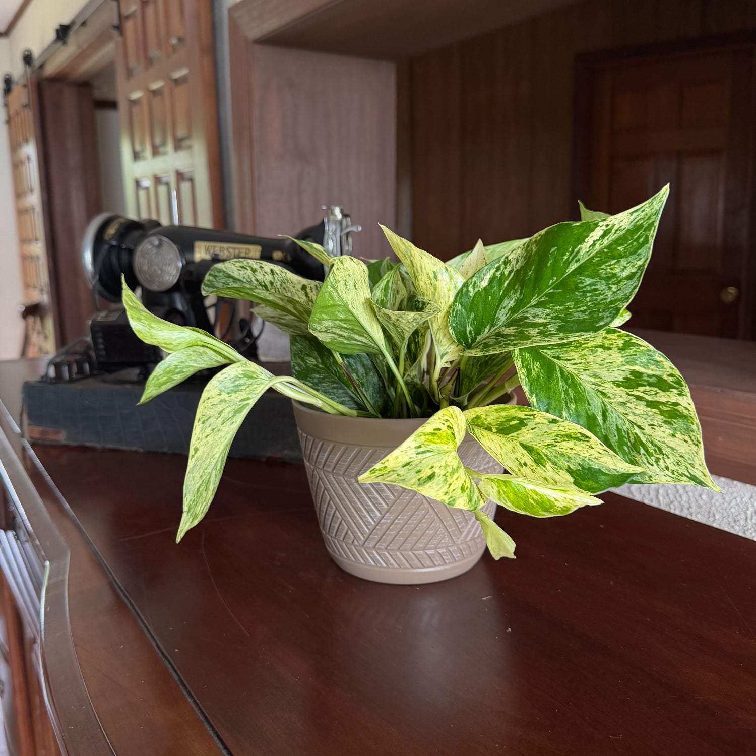 Pothos Marble Queen Hanging Basket (Epipremnum Aureum &