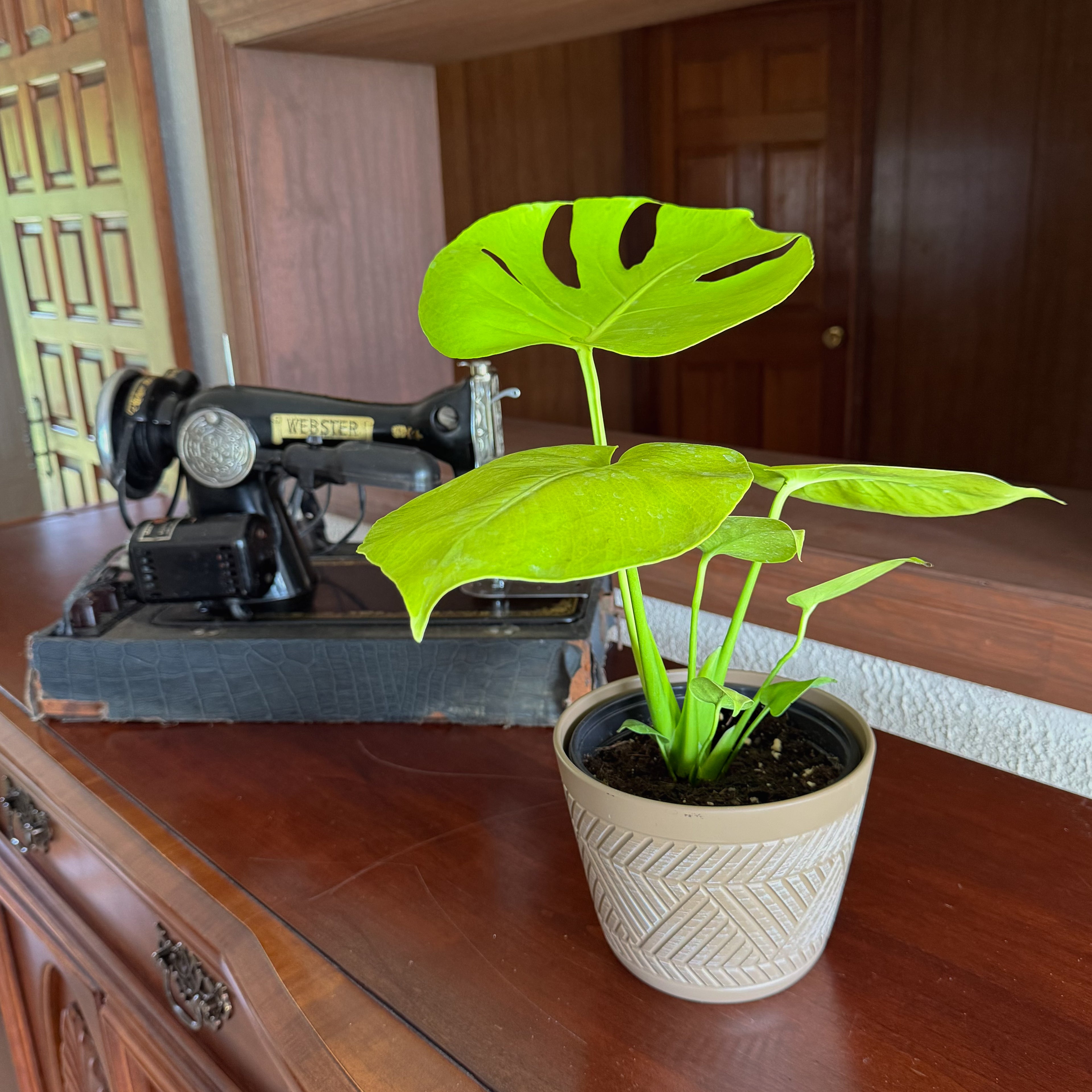 Monstera Super Golden (Monstera Deliciosa &