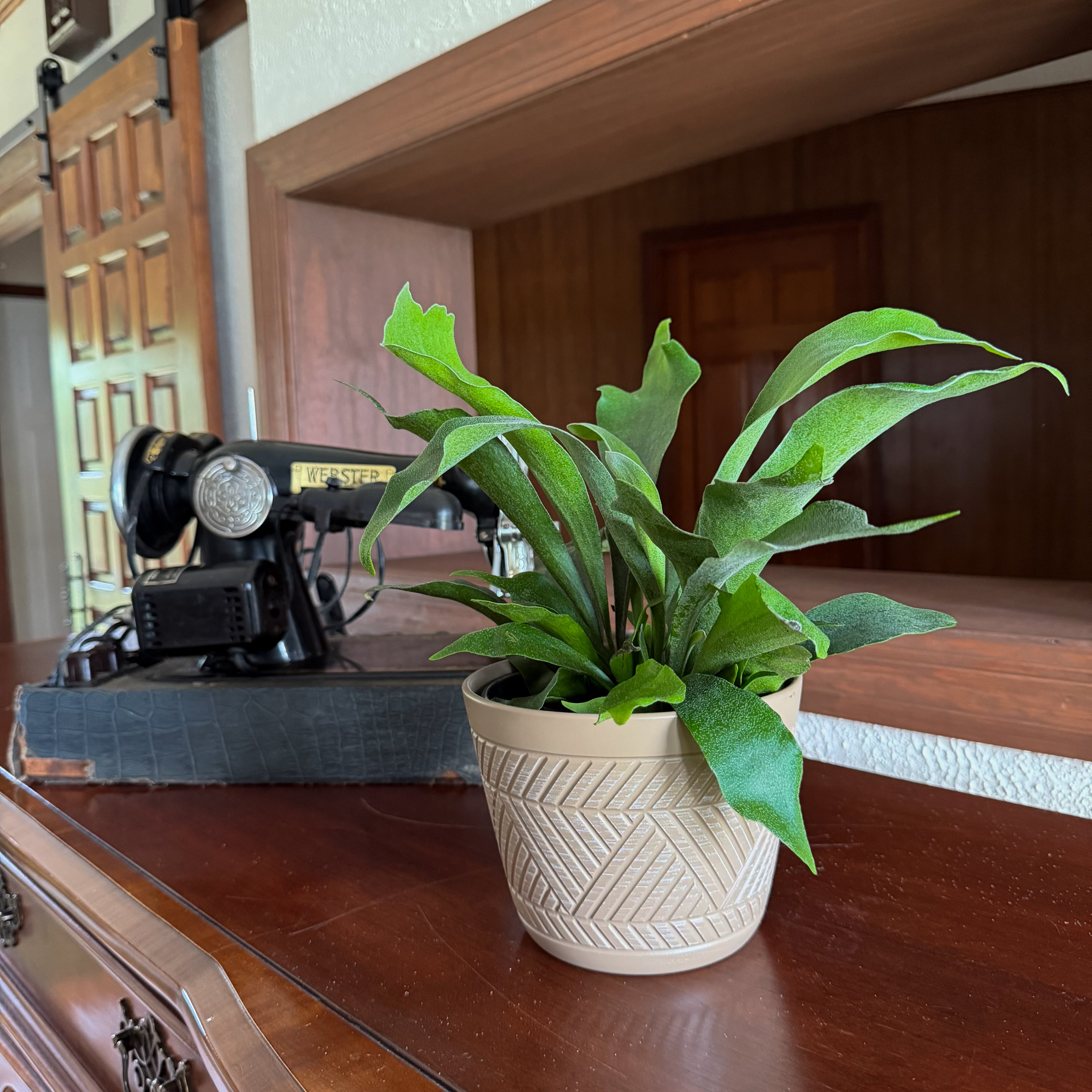 Staghorn Netherlands Fern (Platycerium Bifurcatum &