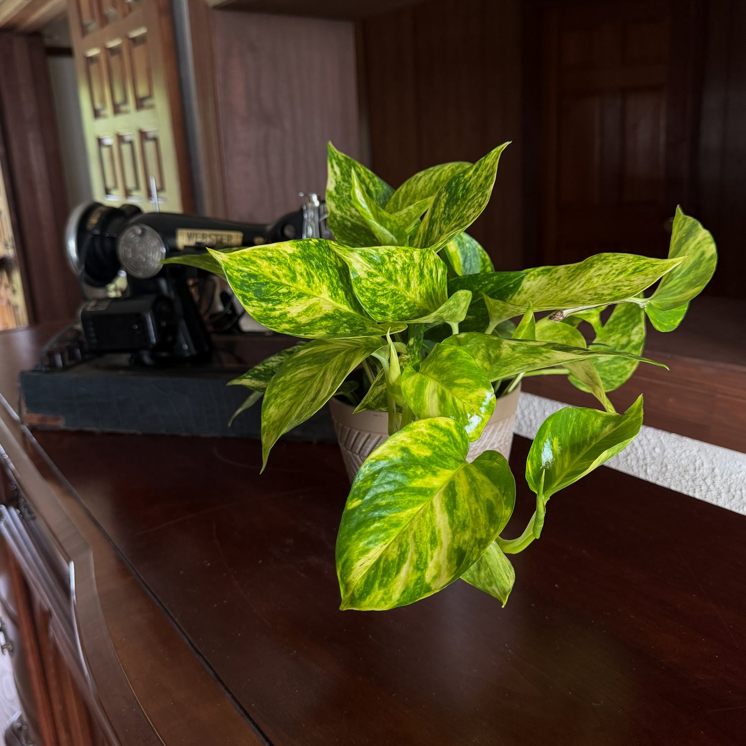 Pothos Hawaiian Hanging Basket (Epipremnum Aureum &
