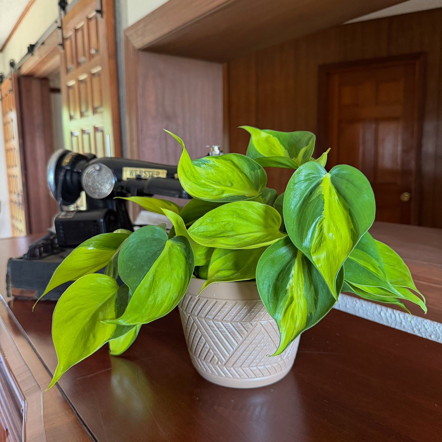 Philodendron Brasil Hanging Basket (Philodendron Hederaceum &