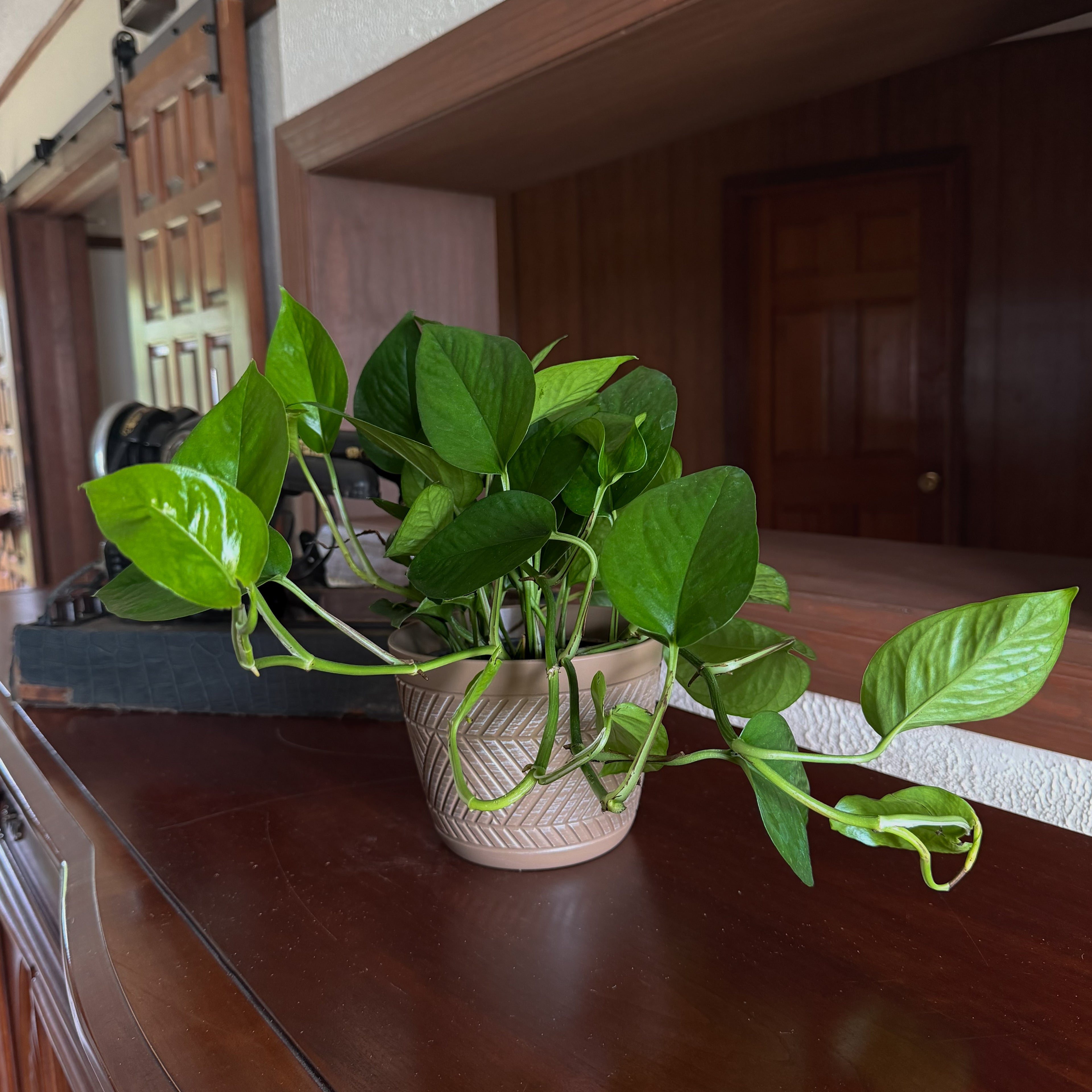 Pothos Jade Hanging Basket (Epipremnum Aureum &