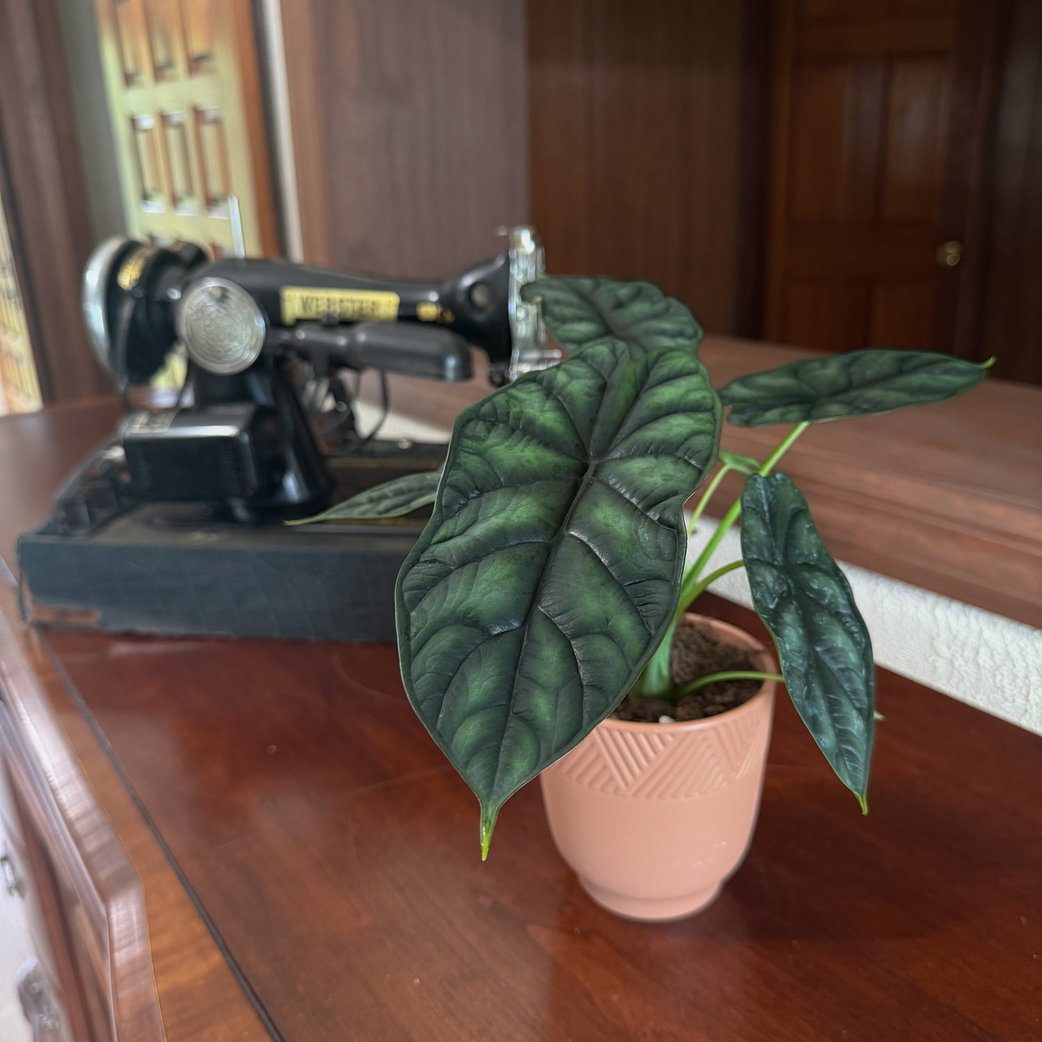 Alocasia Dragon Scale (Alocasia Baginda &