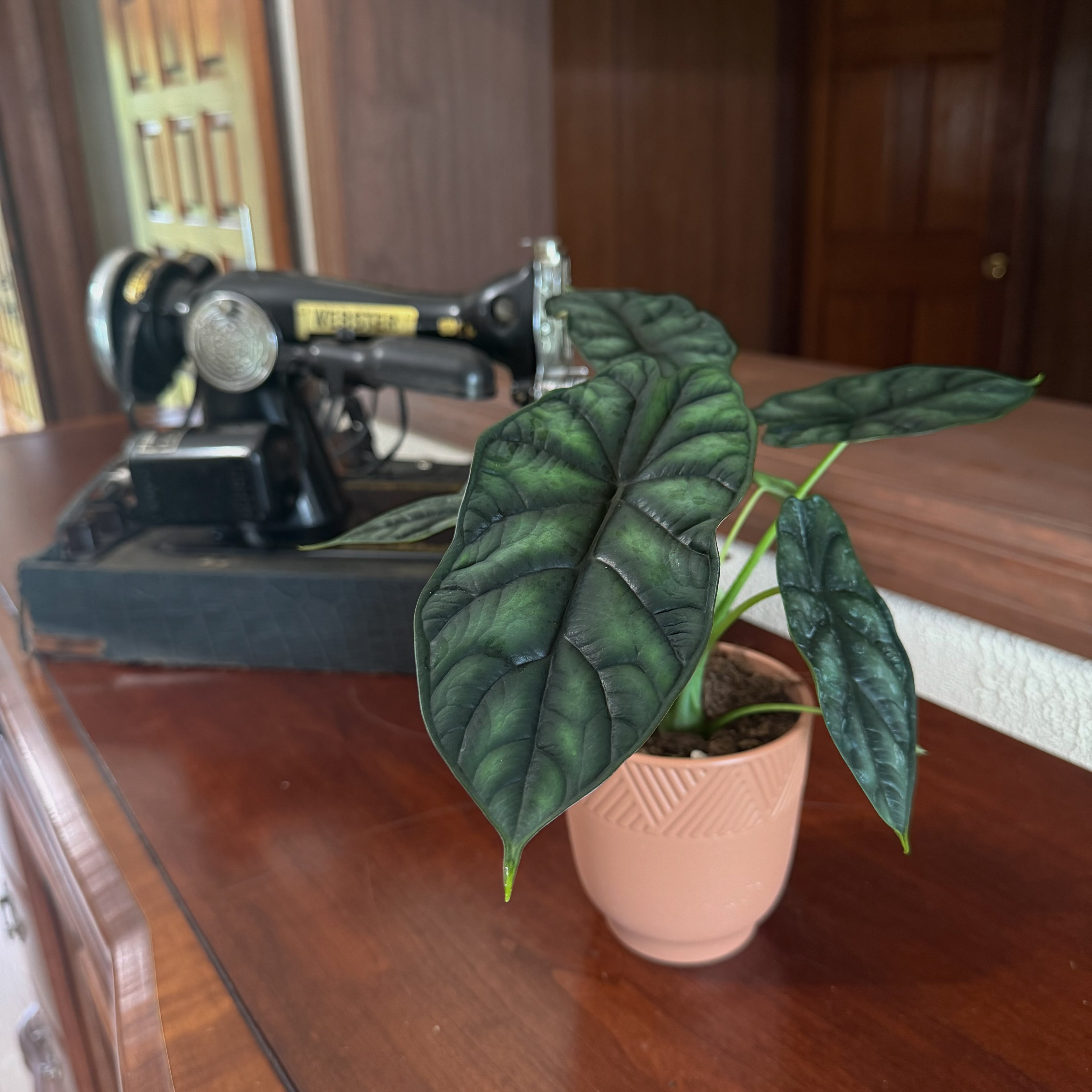 Alocasia Dragon Scale (Alocasia Baginda &