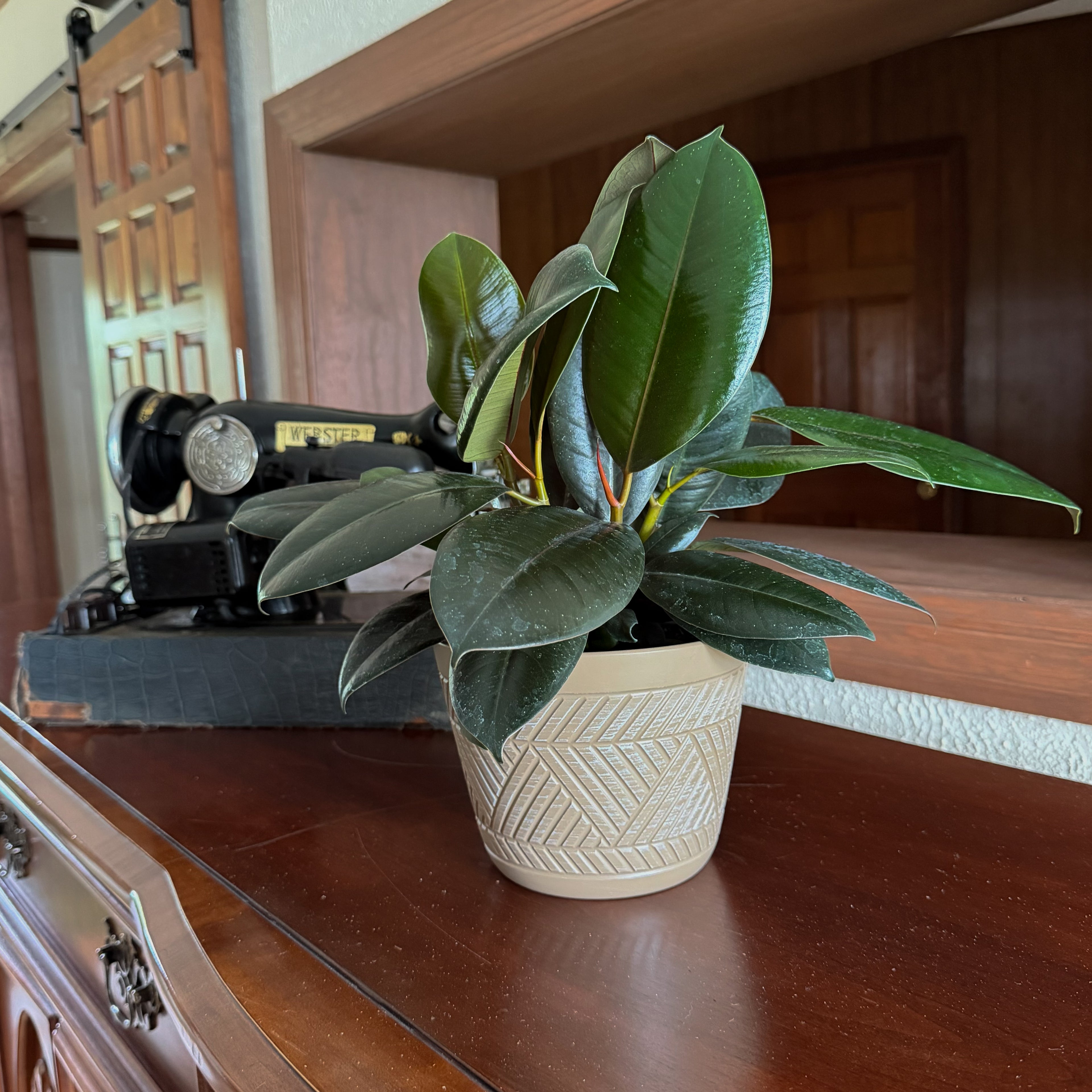 Burgundy Rubber Plant (Ficus Elastica &