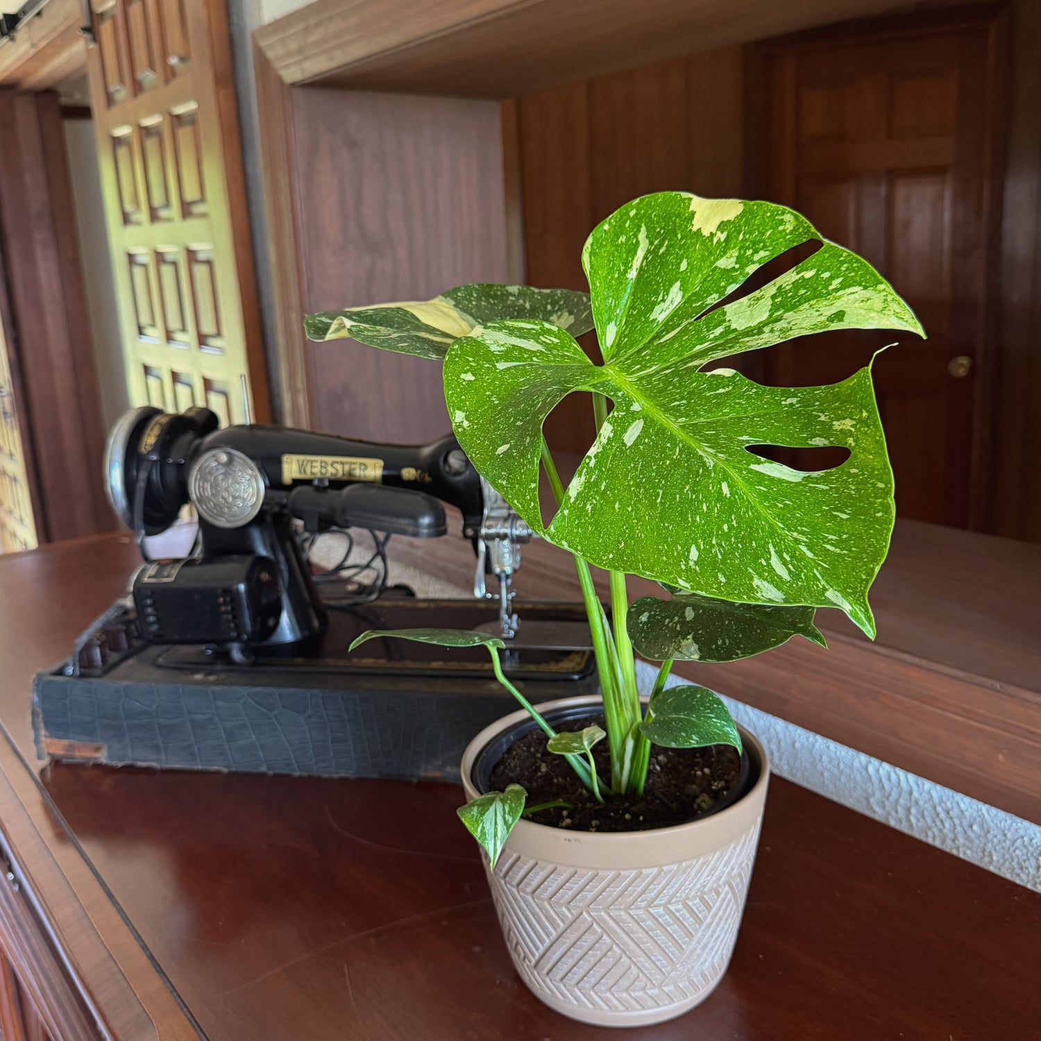 Monstera Thai Constellation (Monstera Deliciosa &