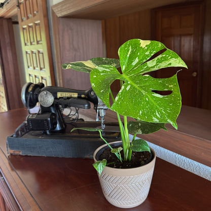 Monstera Thai Constellation (Monstera Deliciosa &
