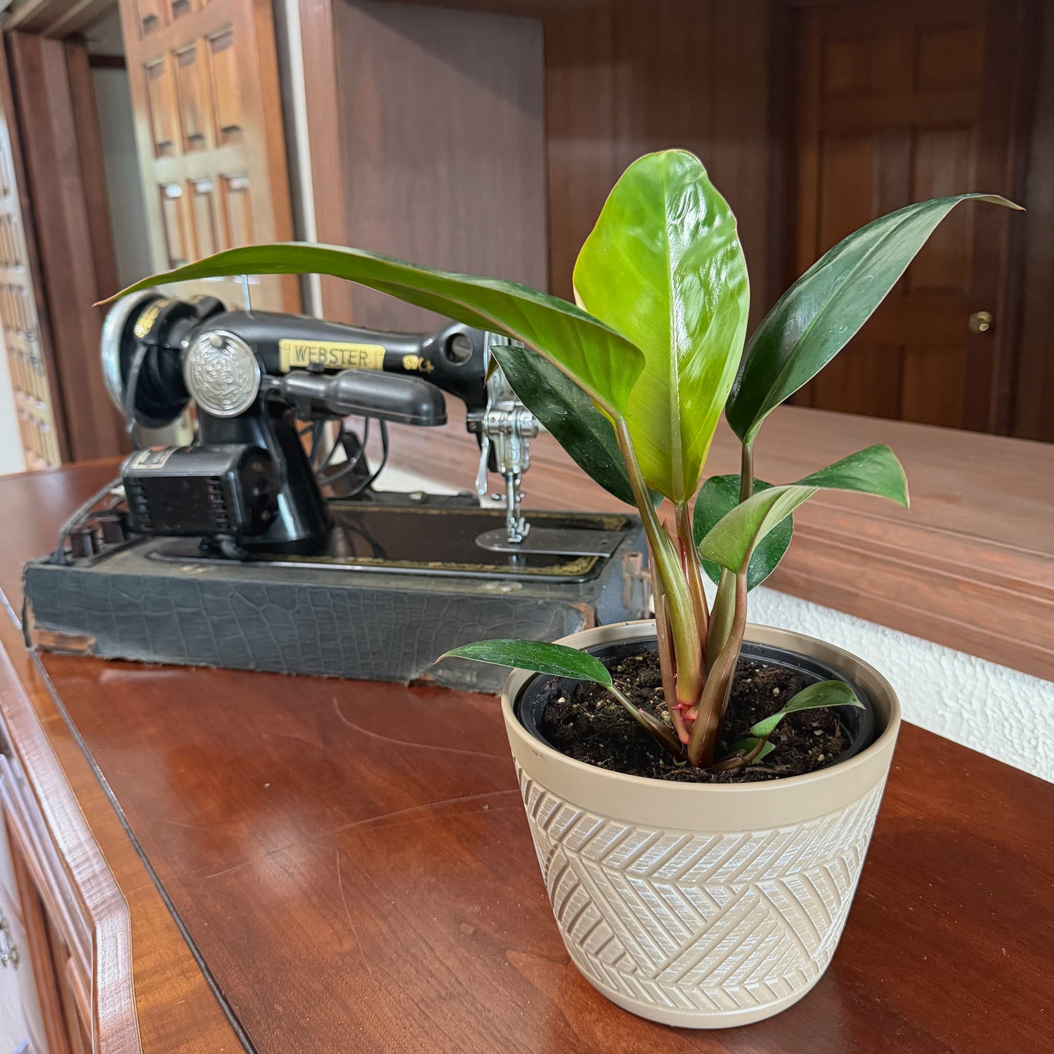 Philodendron Rojo Congo (Philodendron Tatei &