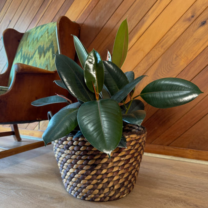 Burgundy Rubber Plant (Ficus Elastica &