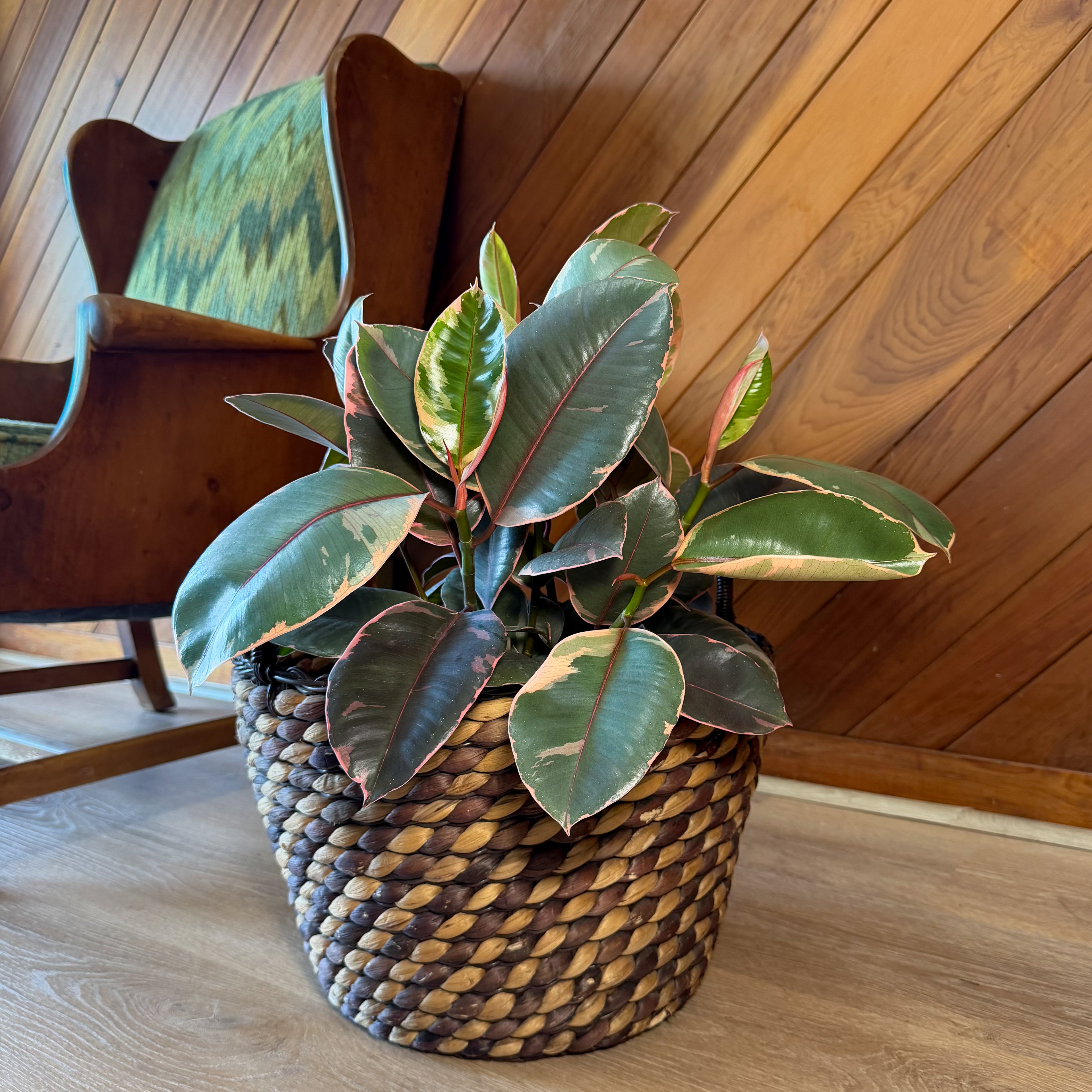Ruby Rubber Tree (Ficus Elastica�&