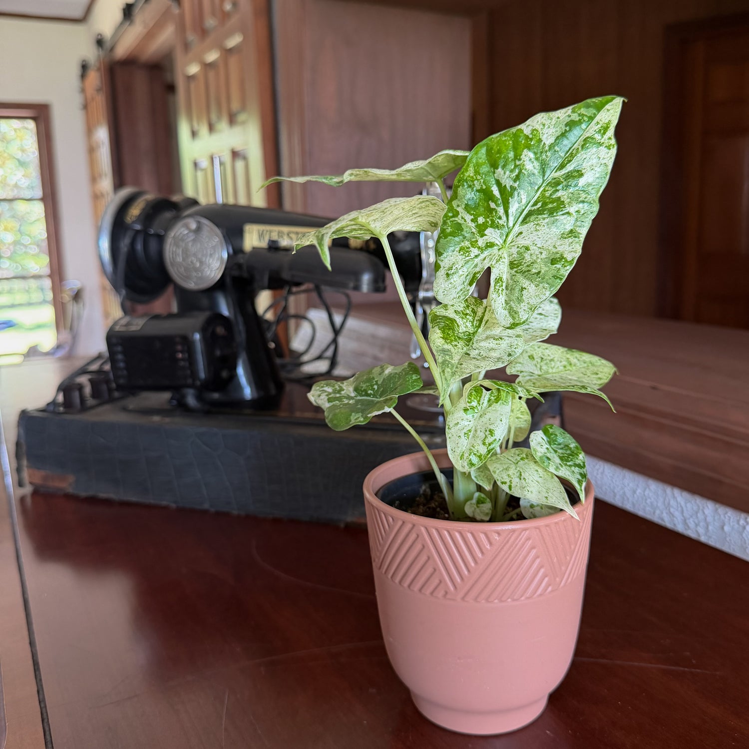 Alocasia Blizzard (Alocasia Odora &
