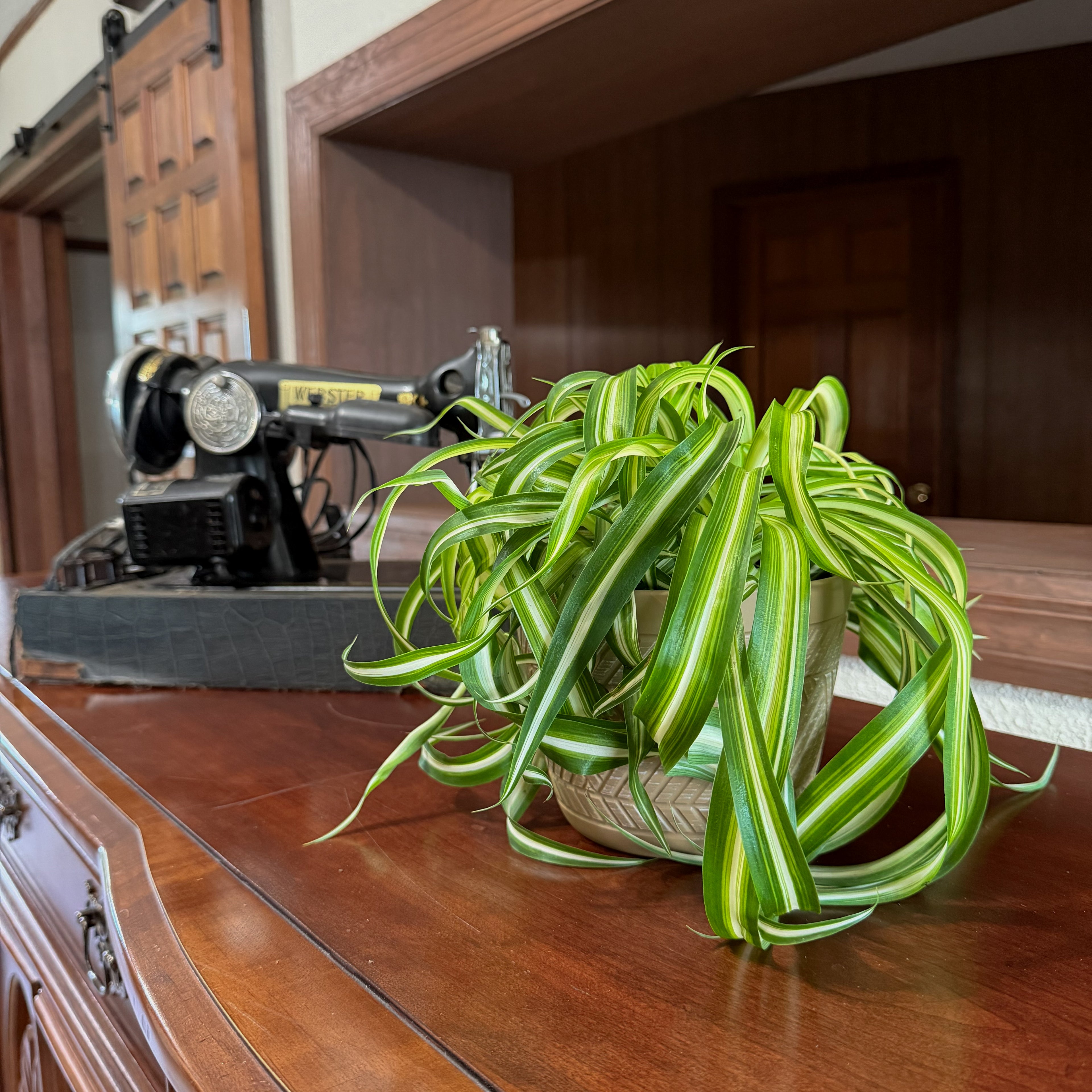 Spider Curly (Chlorophytum Comosum &