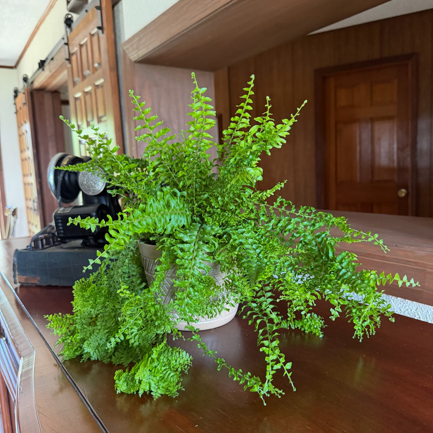 Petticoat Boston Fern (Nephrolepis Exaltata &